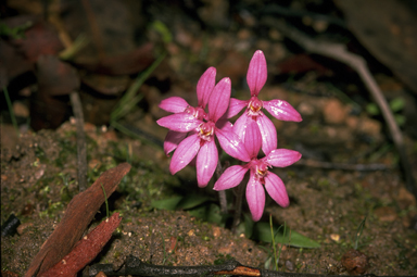 APII jpeg image of Caladenia reptans  © contact APII