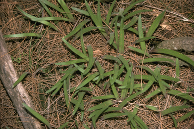 APII jpeg image of Caladenia flava  © contact APII