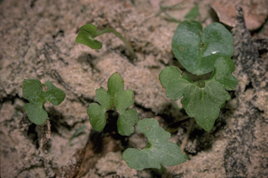 APII jpeg image of Acianthella amplexicaulis  © contact APII