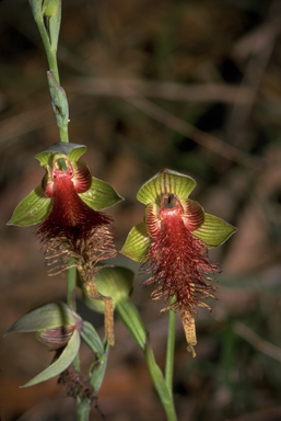 APII jpeg image of Calochilus grandiflorus  © contact APII