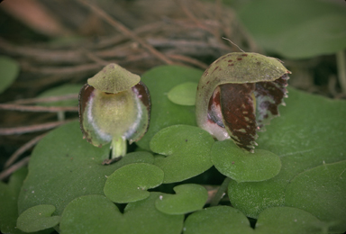 APII jpeg image of Corysanthes limpidus  © contact APII