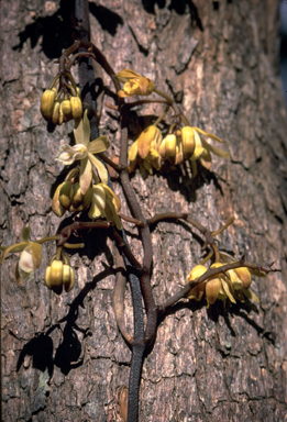 APII jpeg image of Bromheadia pulchra,<br/>Erythrorchis cassythoides  © contact APII