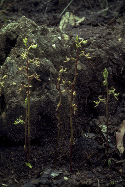 APII jpeg image of Arthrochilus prolixus,<br/>Dockrillia teretifolia  © contact APII
