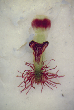 APII jpeg image of Arthrochilus prolixus,<br/>Hymeneria kingii  © contact APII