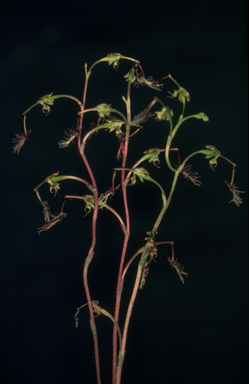 APII jpeg image of Arthrochilus hunteriana,<br/>Epipogium roseum  © contact APII