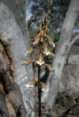 APII jpeg image of Gastrodia entomogama  © contact APII