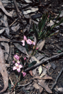 APII jpeg image of Boronia barkeriana  © contact APII