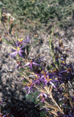 APII jpeg image of Calectasia intermedia  © contact APII