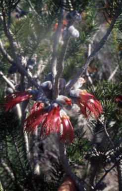 APII jpeg image of Calothamnus validus  © contact APII