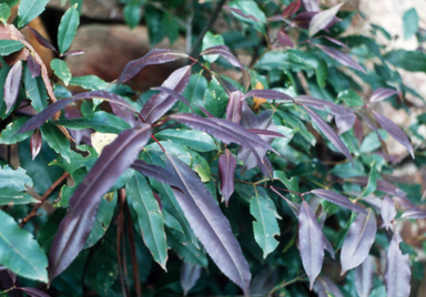 APII jpeg image of Ceratopetalum apetalum  © contact APII