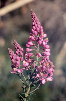 APII jpeg image of Comesperma ericinum  © contact APII