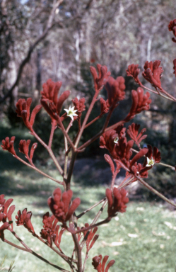 APII jpeg image of Anigozanthos 'Red Cross'  © contact APII