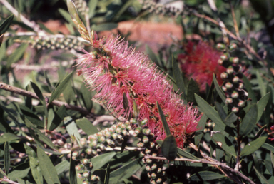 APII jpeg image of Callistemon 'Reeve's Pink'  © contact APII