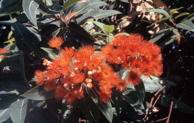 APII jpeg image of Corymbia ficifolia  © contact APII