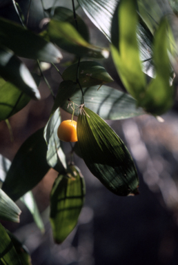 APII jpeg image of Eustrephus latifolius  © contact APII