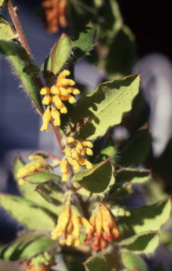 APII jpeg image of Grevillea drummondi  © contact APII