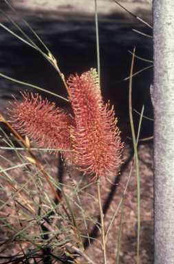 APII jpeg image of Hakea bucculenta  © contact APII
