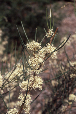 APII jpeg image of Hakea candolleana  © contact APII