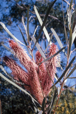 APII jpeg image of Hakea francisiana  © contact APII