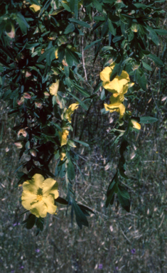 APII jpeg image of Hibbertia obtusifolia  © contact APII