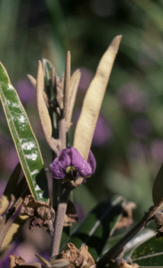 APII jpeg image of Hovea lanceolata  © contact APII