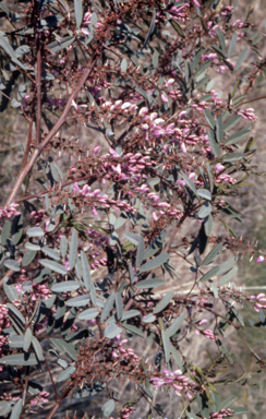APII jpeg image of Indigofera australis  © contact APII