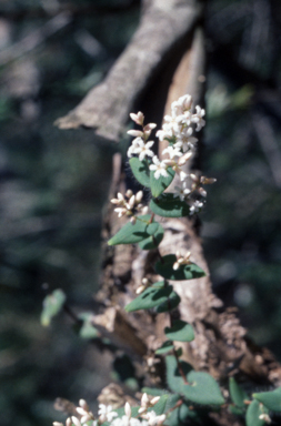 APII jpeg image of Leucopogon amplexicaulis  © contact APII