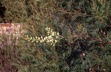 APII jpeg image of Lomatia tinctoria  © contact APII