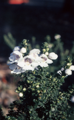 APII jpeg image of Prostanthera cuneata  © contact APII