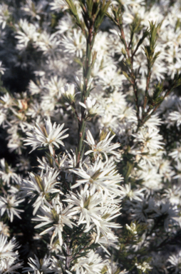 APII jpeg image of Pseudanthus pimeleoides  © contact APII