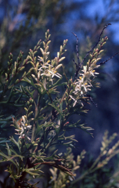 APII jpeg image of Symphionema montanum  © contact APII