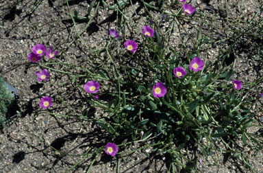 APII jpeg image of Calandrinia balonensis  © contact APII