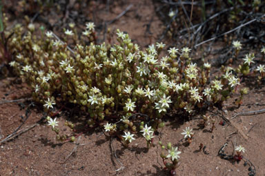 APII jpeg image of Calandrinia granulifera  © contact APII