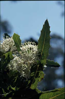 APII jpeg image of Hakea amplexicaulis  © contact APII