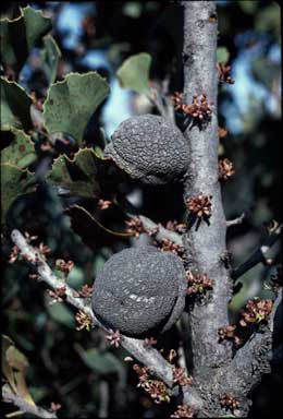 APII jpeg image of Hakea brownii  © contact APII