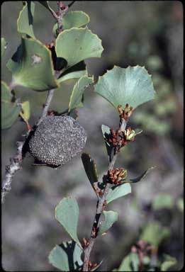 APII jpeg image of Hakea brownii  © contact APII