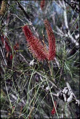 APII jpeg image of Hakea bucculenta  © contact APII