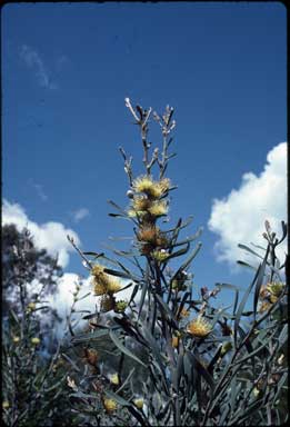 APII jpeg image of Hakea cinerea  © contact APII