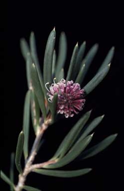 APII jpeg image of Hakea clavata  © contact APII