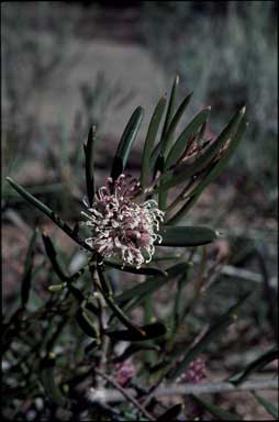 APII jpeg image of Hakea clavata  © contact APII