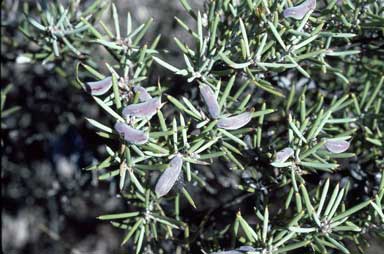 APII jpeg image of Hakea collina  © contact APII