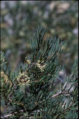 APII jpeg image of Hakea commutata  © contact APII