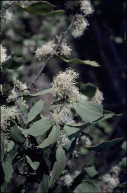 APII jpeg image of Hakea cristata  © contact APII