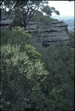 APII jpeg image of Hakea dactyloides  © contact APII