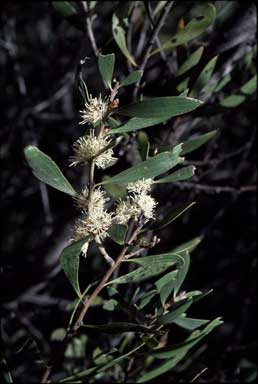 APII jpeg image of Hakea dactyloides  © contact APII