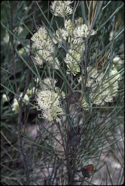 APII jpeg image of Hakea leucoptera subsp. leucoptera  © contact APII