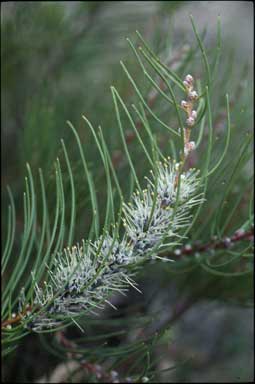 APII jpeg image of Hakea lehmanniana  © contact APII