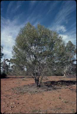 APII jpeg image of Hakea leucoptera  © contact APII