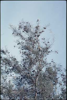 APII jpeg image of Hakea leucoptera  © contact APII