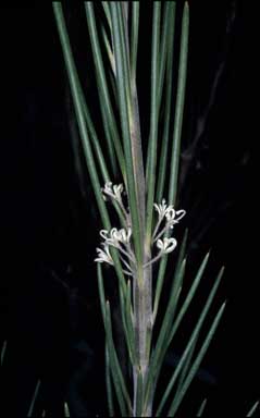 APII jpeg image of Hakea macrorrhyncha  © contact APII